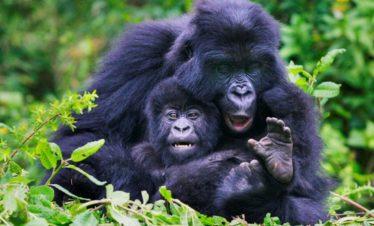 Rwanda Mountain Gorilla mum and baby