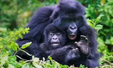 Rwanda Mountain Gorilla mum and baby