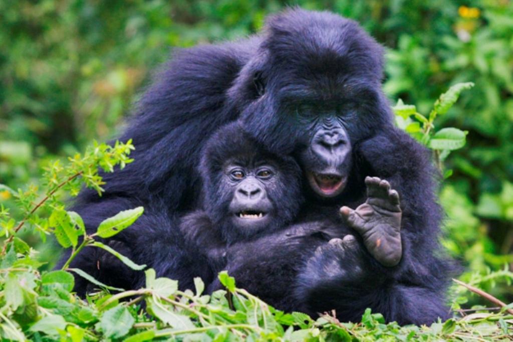 Rwanda Mountain Gorilla mum and baby