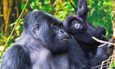 Happy Mountain Gorillas Volcanoes National Park Rwanda