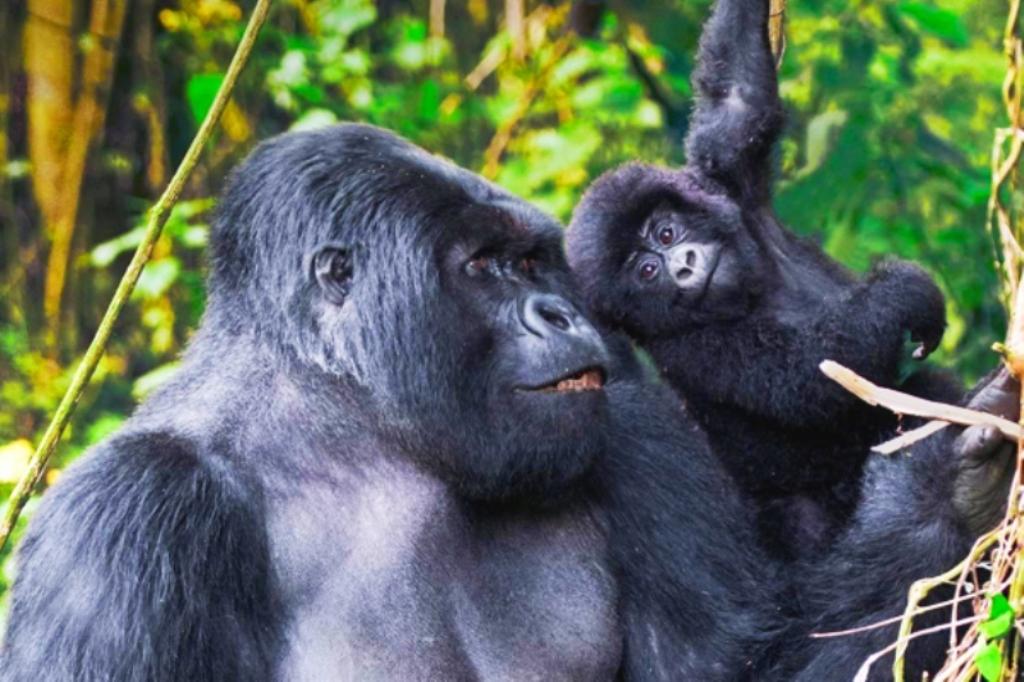 Happy Mountain Gorillas Volcanoes National Park Rwanda