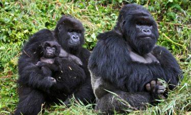 Rwanda Mountain Gorilla Family