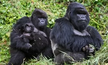 Rwanda Mountain Gorilla Family
