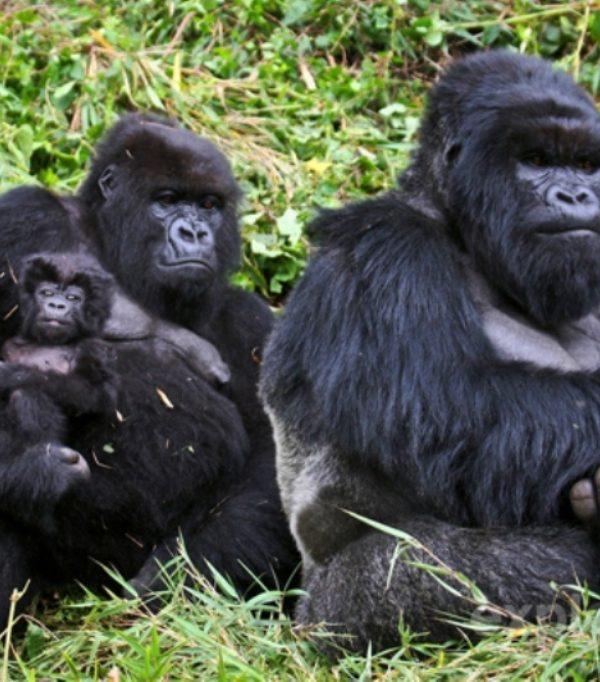 Rwanda Mountain Gorilla Family