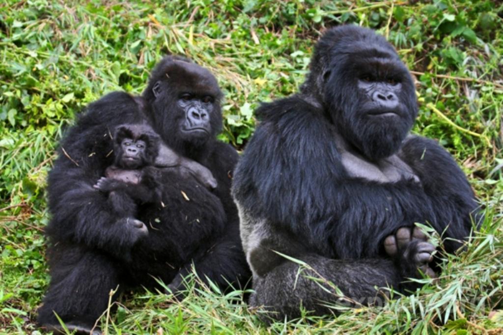 Rwanda Mountain Gorilla Family