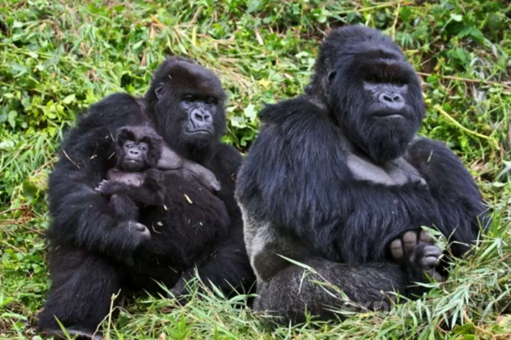 Rwanda Mountain Gorilla Family
