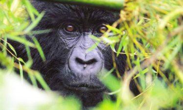 Rwanda Mountain Gorilla Hiding in the Bamboo Bush Volcanoes National Park