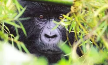 Rwanda Mountain Gorilla Hiding in the Bamboo Bush Volcanoes National Park