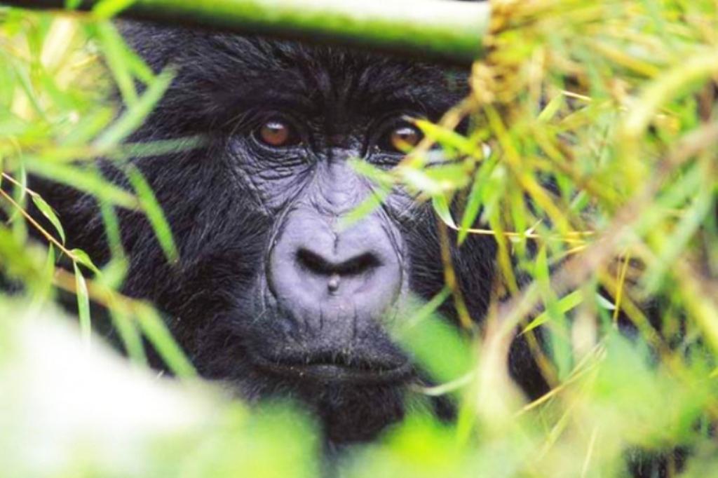 Rwanda Mountain Gorilla Hiding in the Bamboo Bush Volcanoes National Park