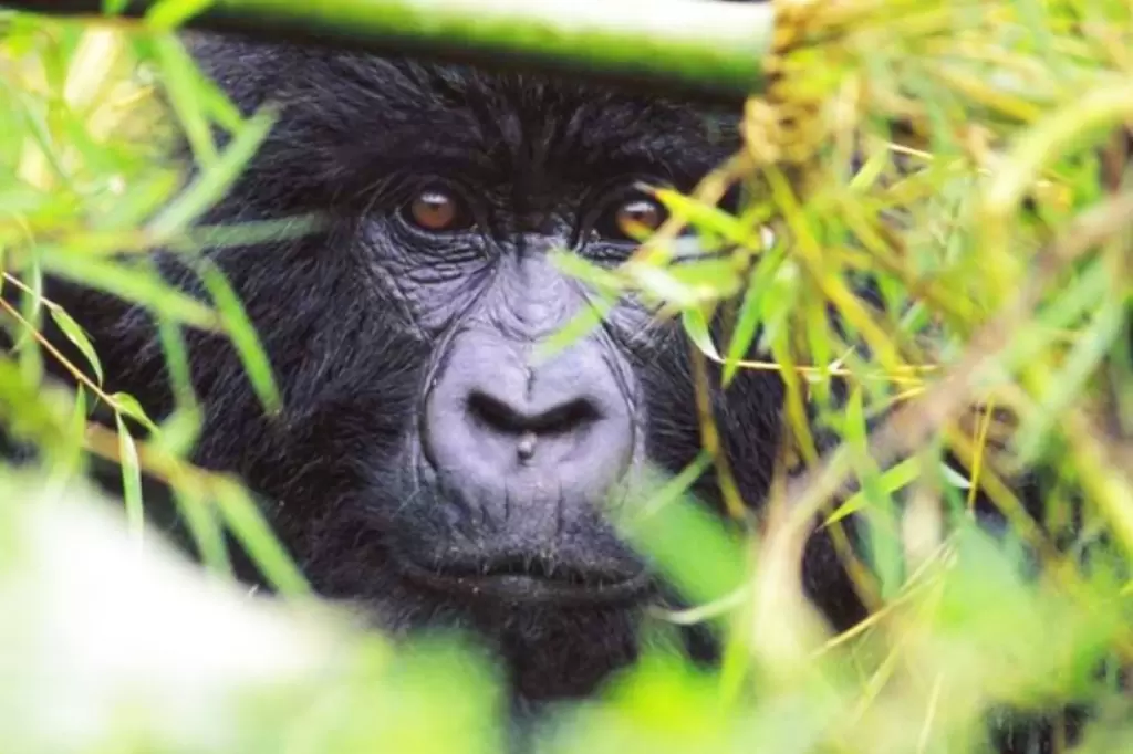 Rwanda Mountain Gorilla Hiding in the Bamboo Bush Volcanoes National Park