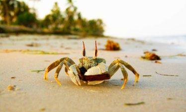 Crab at The Saadani Beach, Tanzania