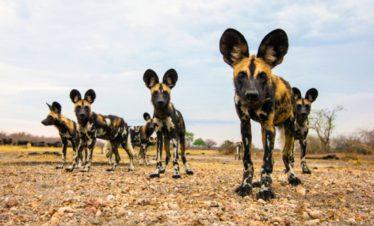 Selous National Park Wild Dogs