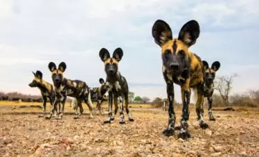 Selous National Park Wild Dogs