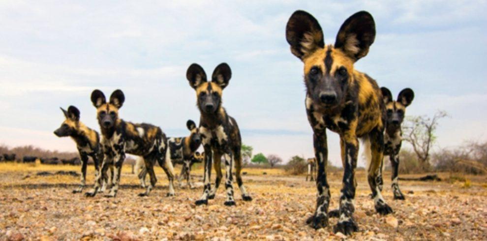 Selous National Park Wild Dogs