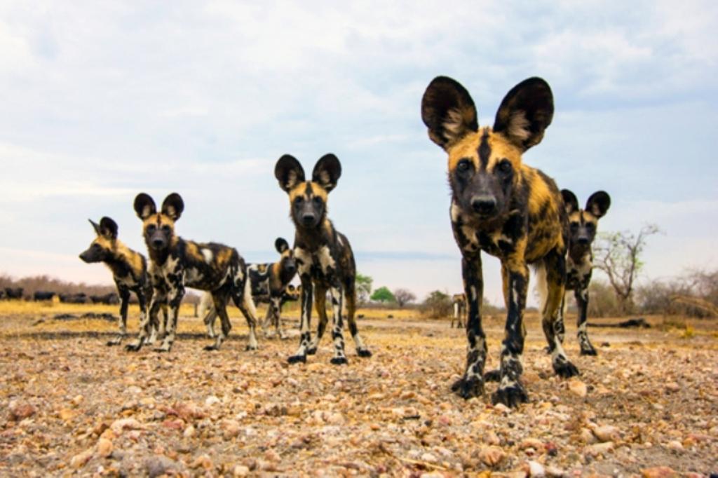Selous National Park Wild Dogs
