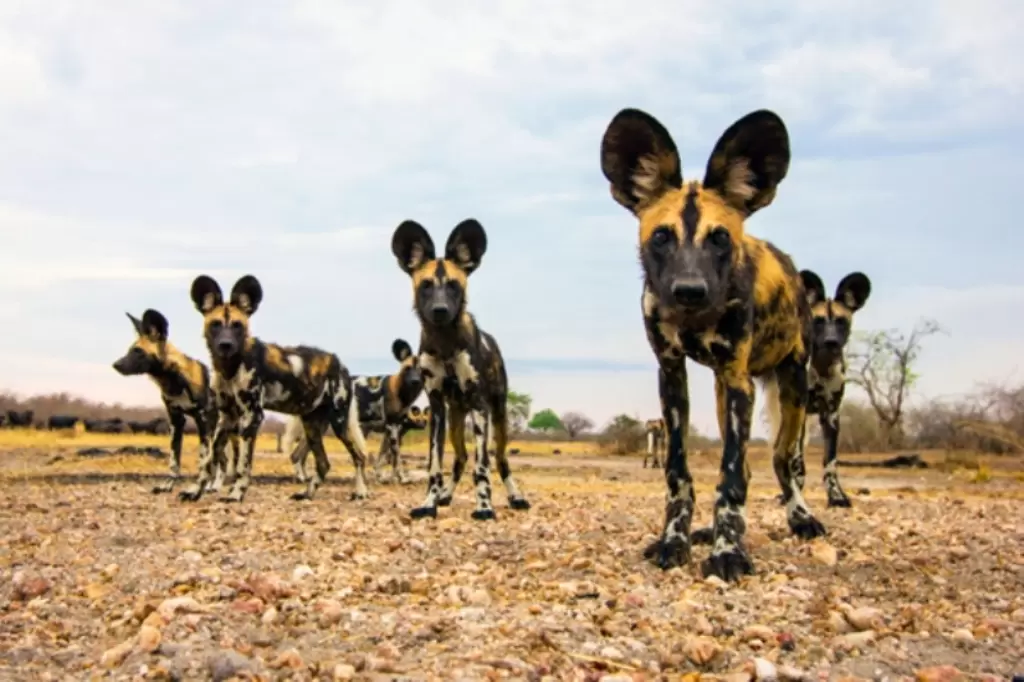 Selous National Park Wild Dogs