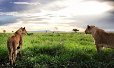 Serengeti National Park Lions