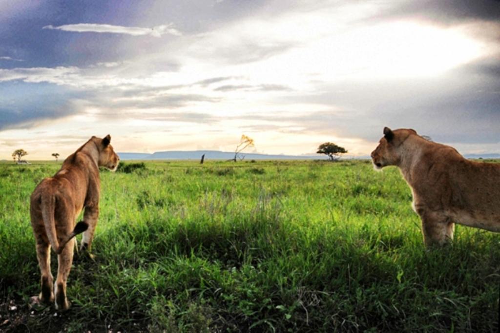 Best of Serengeti Luxury Safari Holiday Vacation – 4 Days 1 Serengeti National Park Lions