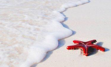 Saadani Beach Starfish, Tanzania