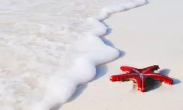 Saadani Beach Starfish, Tanzania