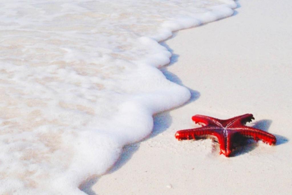 Saadani Bush and Beach Safari Holiday Vacation – 5 Days 1 Saadani Beach Starfish, Tanzania