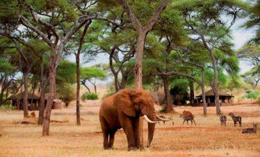 Tanzania, Swala Camp, Tarangire National Park Wildlife