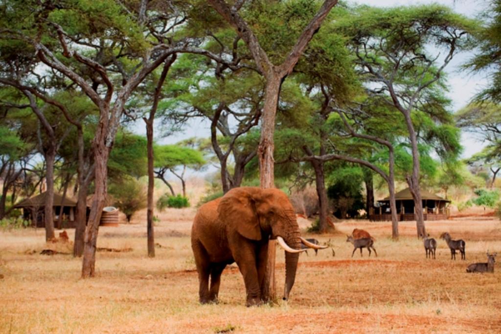 Luxury Bush to Beach Tanzania Adventure Safari Holiday – 11 Days 1 Tanzania, Swala Camp, Tarangire National Park Wildlife