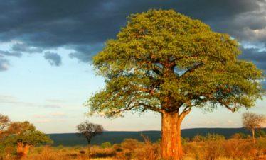 Tarangire Giant Trees Before a Storm