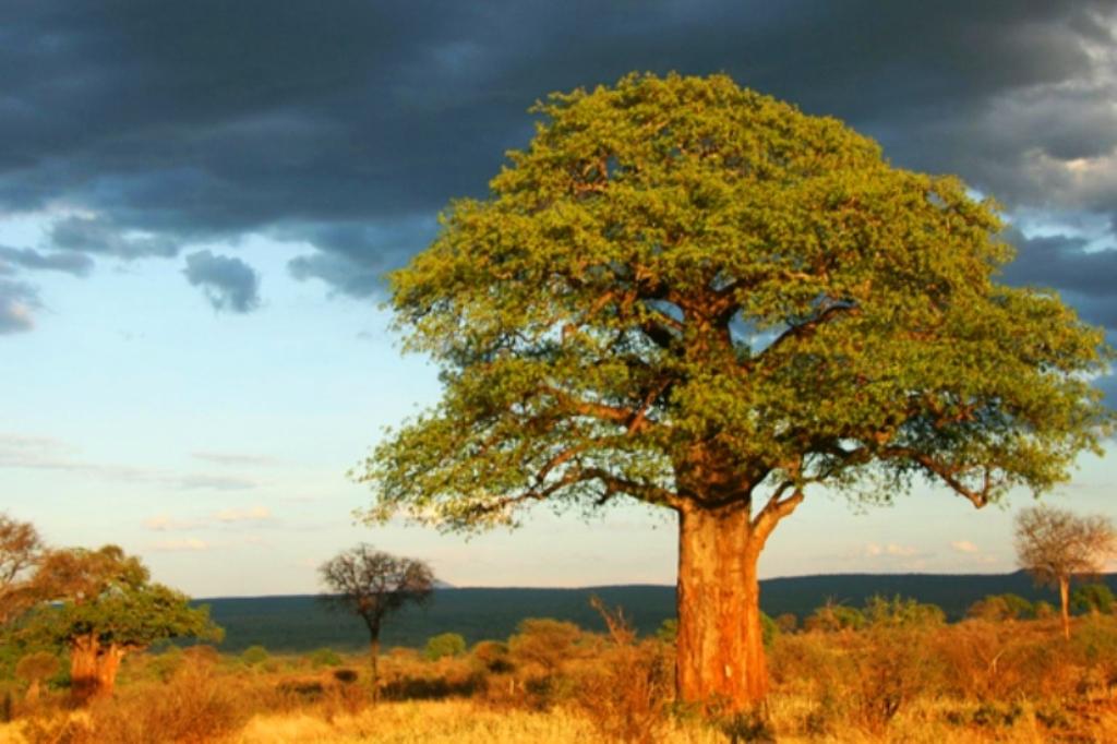 Tarangire Giant Trees Before a Storm