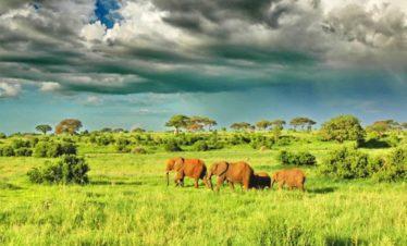 Tarangire Elephant Before The Rains Tanzania