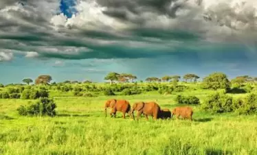 Tarangire Elephant Before The Rains Tanzania