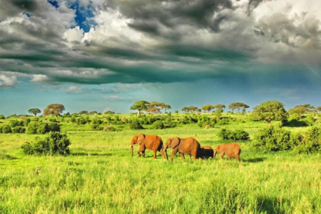 Extended Highlights of Tanzania Safari Holiday Experience – 12 Days 1 Tarangire Elephant Before The Rains Tanzania