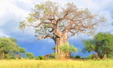 Tarangire National Park Giant Baobab