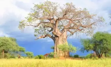 Tarangire National Park Giant Baobab