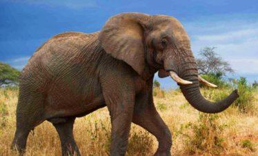 Tarangire National Park Elephant