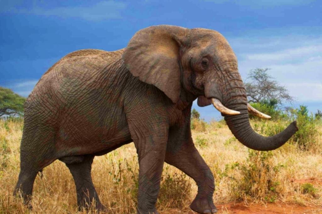 Tarangire National Park Elephant