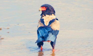Tarangire National Park, Bateleu Eagle