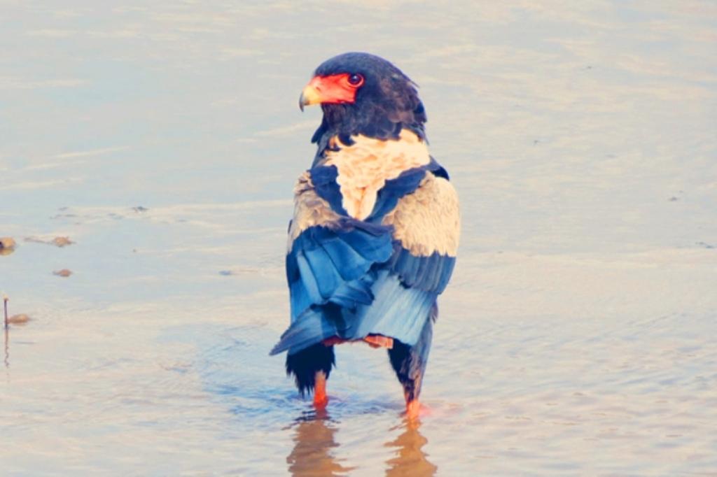 Sanctuary’s Best of Tanzania Safari Holiday Expedition – 8 Days 1 Tarangire National Park, Bateleu Eagle