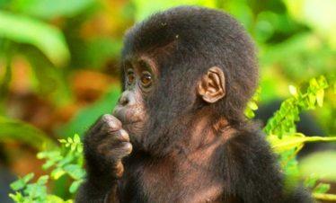 Uganda, Bwindi Baby Gorilla