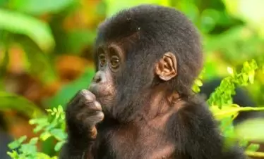 Uganda, Bwindi Baby Gorilla
