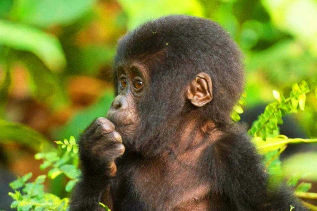 Bush and Gentle Giants Safari Holiday Vacation – 8 Days 1 Uganda, Bwindi Baby Gorilla