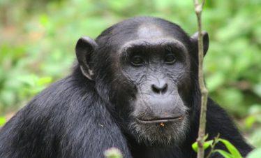 Uganda Chimpanzee