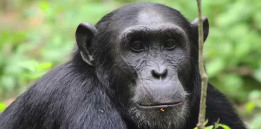 Is a 7-Day Uganda Primate Safari the Ultimate Wildlife Adventure? 1 Uganda Chimpanzee
