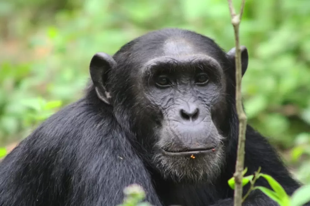 Is a 7-Day Uganda Primate Safari the Ultimate Wildlife Adventure? 4 Uganda Chimpanzee