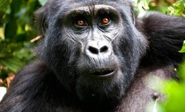 Uganda Gorilla Silverback