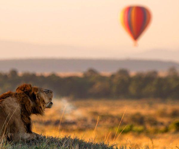 Maasai Mara lion roar