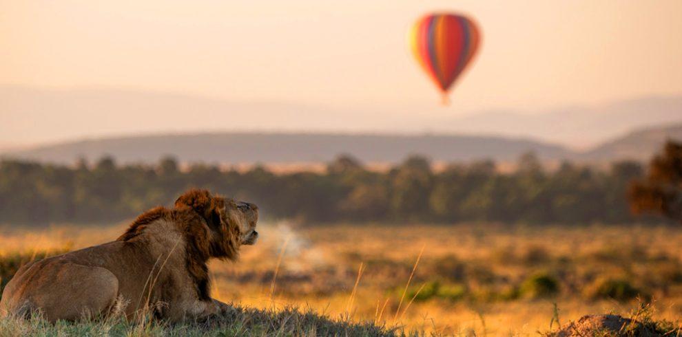 East Africa mara lion