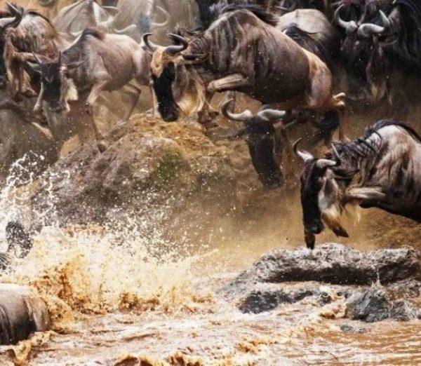 Mara Migration River Crossing on A My African Traveller Trip
