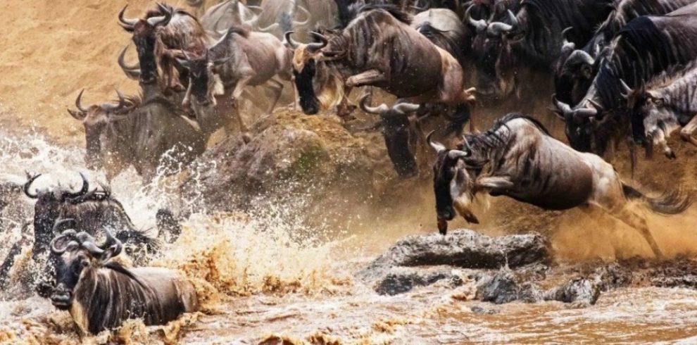 Mara migration 4