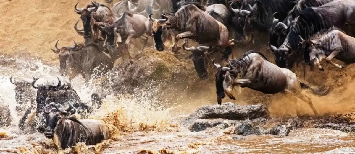 Mara Migration River Crossing on A My African Traveller Trip